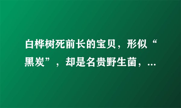 白桦树死前长的宝贝,形似“黑炭”,却是名贵野生菌,见到别错过