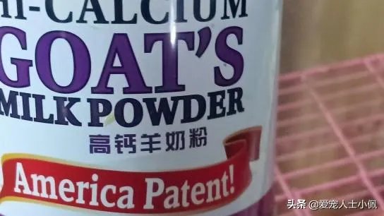 新手适合养柯基吗