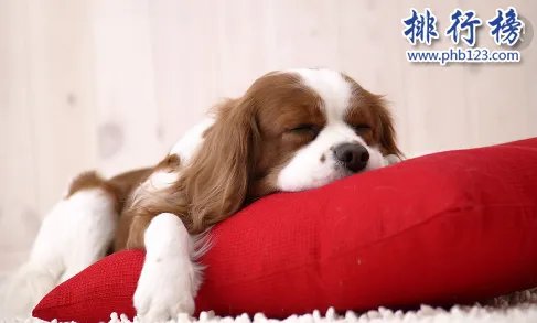 哪些宠物比较好养呢?2018十大小型宠物便宜又好养排行榜