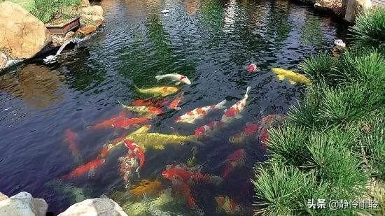 锦鱼室外怎么养