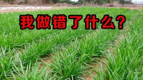 特斯拉禁止员工说韭菜一词 被发现就会处以10元一次的罚款