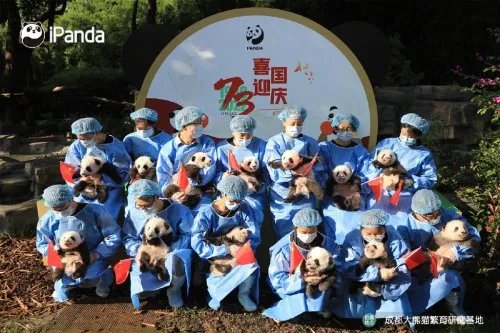 摸鱼5分钟:直播带货翻车得退钱 2022级熊猫宝宝集体亮相