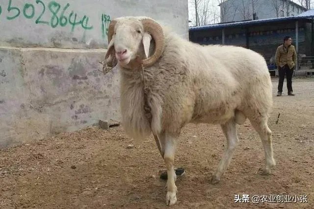 养羊回成太慢,能不能再做点别的来维持生活呢?