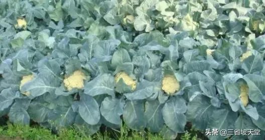农村种植花菜,白花菜好还是绿花菜好?