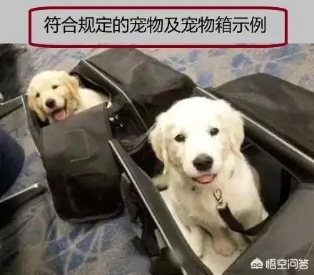 海航将允许旅客付费带宠物进客舱，你介意坐飞机的时候机舱有条狗狗吗？