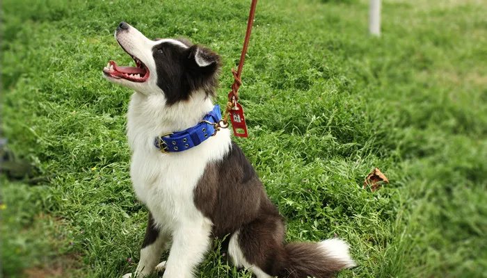 边境牧羊犬有鼻涕是感冒了吗 边境牧羊犬有鼻涕是什么原因