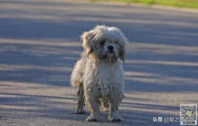 收养了一只流浪狗,有什么注意事项?