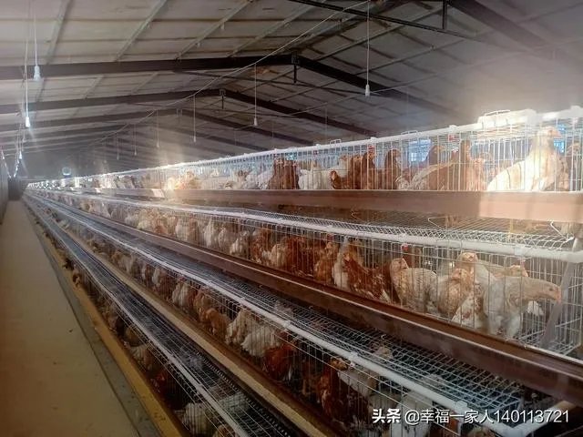 如果我想弄种植业或者养殖业,什么比较有前景?