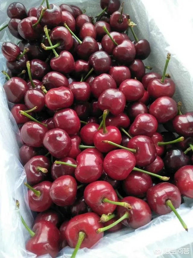 为什么现在大樱桃有卖一百元一斤的,网络里还有九十九五斤的?