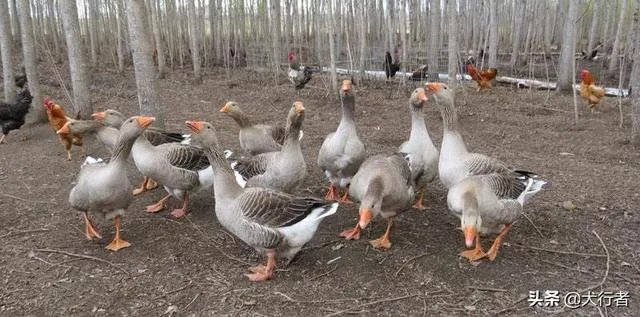 家里饲养的大鹅,它们的祖先是谁啊?