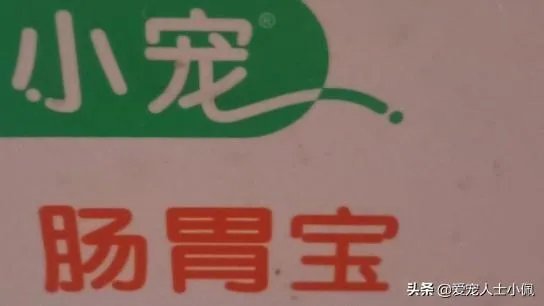 新手适合养柯基吗