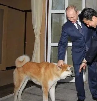 日本为何又送俄罗斯秋田犬?