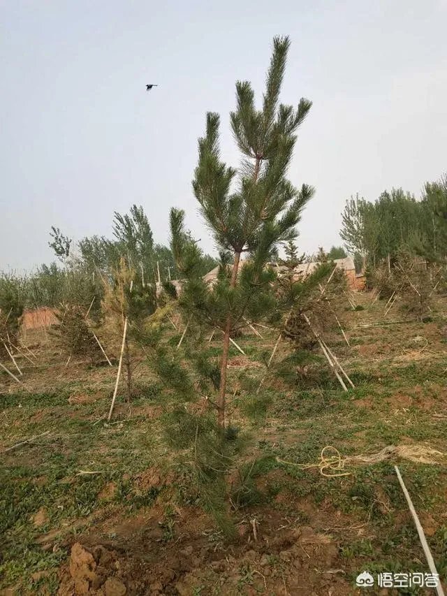 有人说苗木的行情不好,是真的吗?