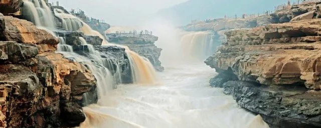 黄河鱽鱼百科 黄河鱽鱼介绍