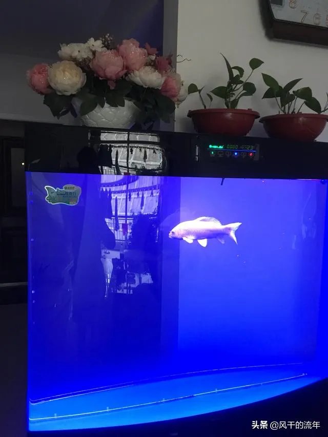 锦鱼室外怎么养