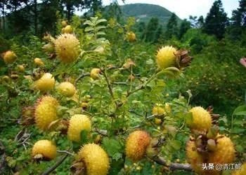 野生刺梨怎样种植?