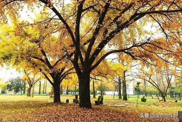 请问上海周边100公里左右自驾游有哪些景点推荐？