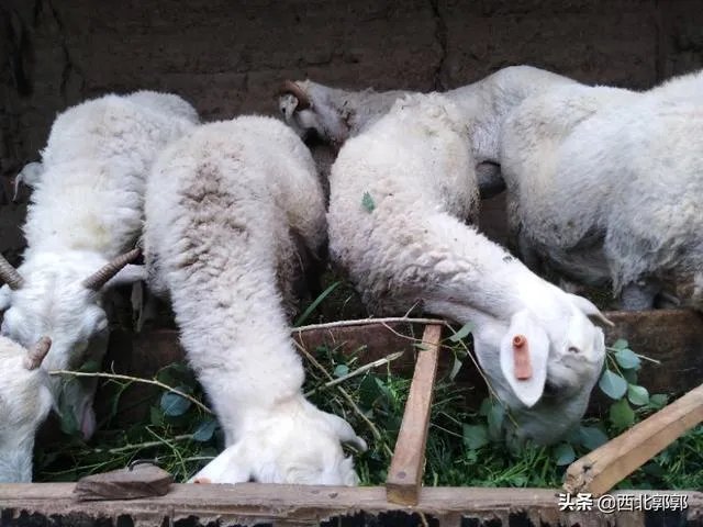 养羊回成太慢,能不能再做点别的来维持生活呢?