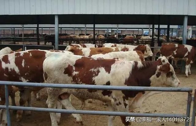 如果我想弄种植业或者养殖业,什么比较有前景?