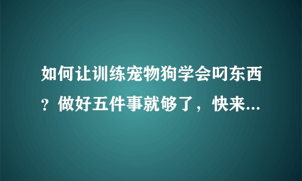 如何让训练宠物狗学会叼东西？做好五件事就够了，快来看看吧！