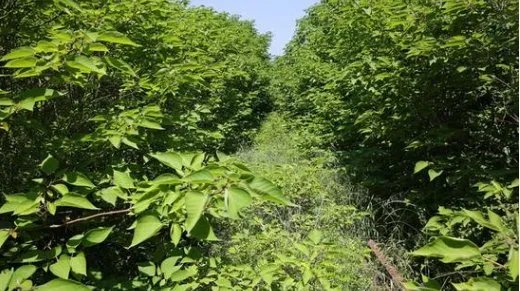 为何说西安网红铁路不再