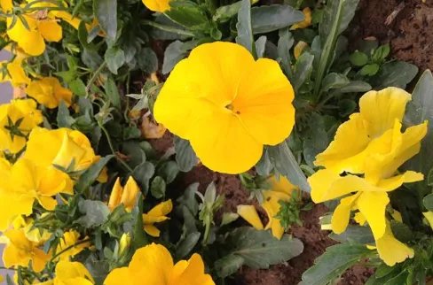 黄花磷酸是什么?