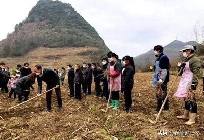 野生刺梨怎样种植?