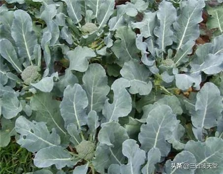 农村种植花菜,白花菜好还是绿花菜好?