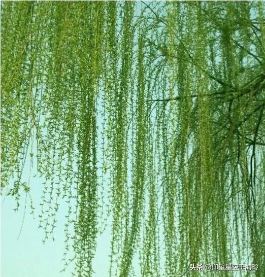 “不知细叶谁裁出,二月春风似剪刀”描写的什么美景?