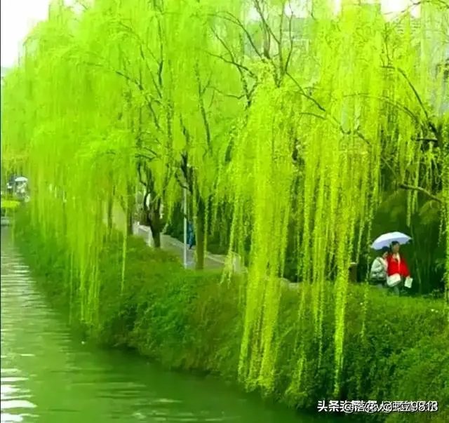 “不知细叶谁裁出,二月春风似剪刀”描写的什么美景?