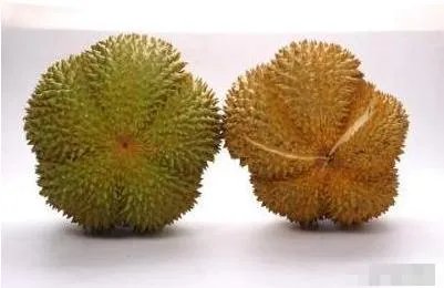 榴莲公母对照图片？