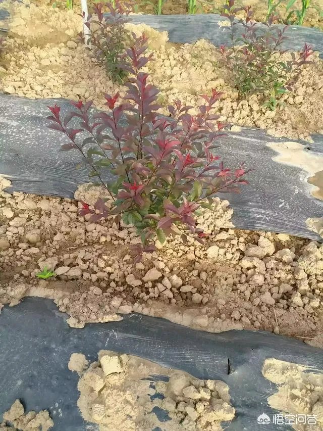 有人说苗木的行情不好,是真的吗?