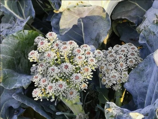 农村种植花菜,白花菜好还是绿花菜好?