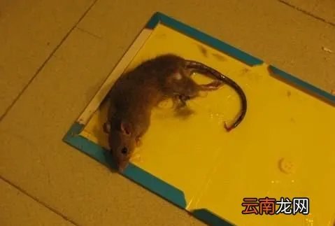 怎么消灭老鼠,家里有老鼠怎么办,消灭老鼠小妙招有哪些?