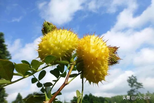 野生刺梨怎样种植?