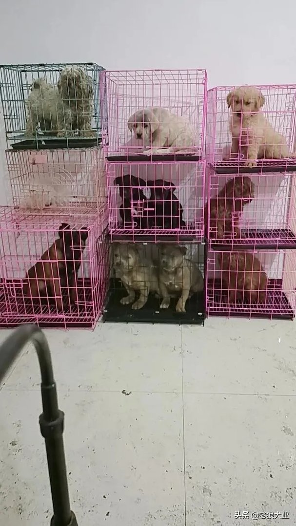 新手适合养柯基吗