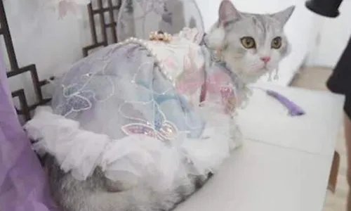 90后女孩给猫做汉服月入7万,女孩是如何有了此想法的?
