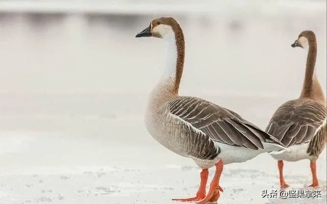 家里饲养的大鹅,它们的祖先是谁啊?