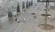 公园大批鲢鱼跳跃是怎么回事?