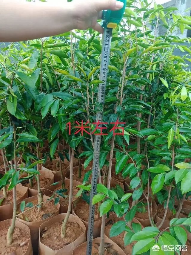 有人说苗木的行情不好,是真的吗?