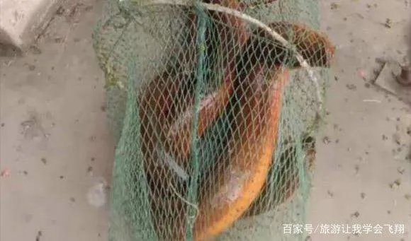 一斤以上的野生大黄鳝通常要长多少年?