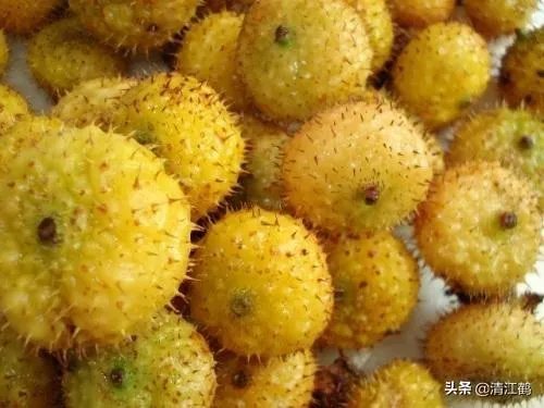 野生刺梨怎样种植?