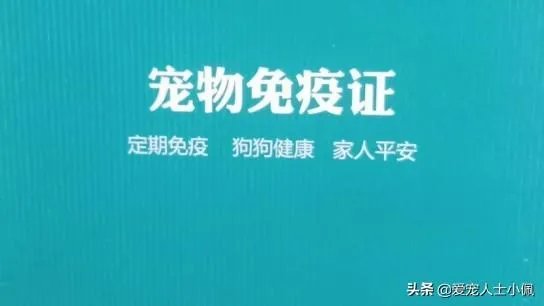 新手适合养柯基吗