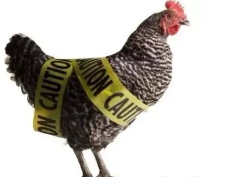 澳大利亚爆发H7N7型高致病性禽流感,什么是高致病性?