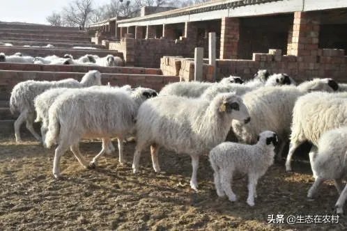 养羊回成太慢,能不能再做点别的来维持生活呢?