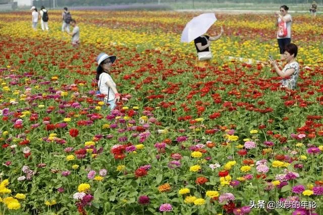 请问上海周边100公里左右自驾游有哪些景点推荐？