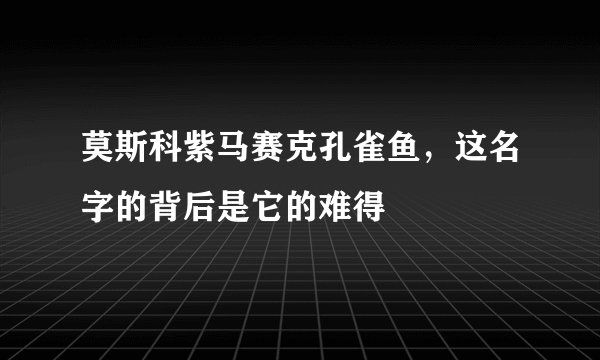 莫斯科紫马赛克孔雀鱼，这名字的背后是它的难得