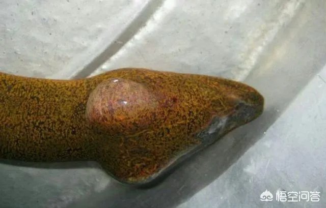 黄鳝头到底能不能吃?为什么?