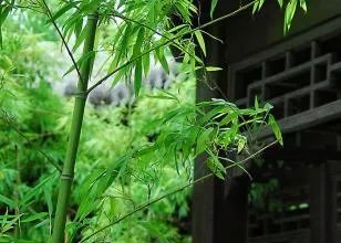 翠竹的象征意义是什么 翠竹的养殖方法