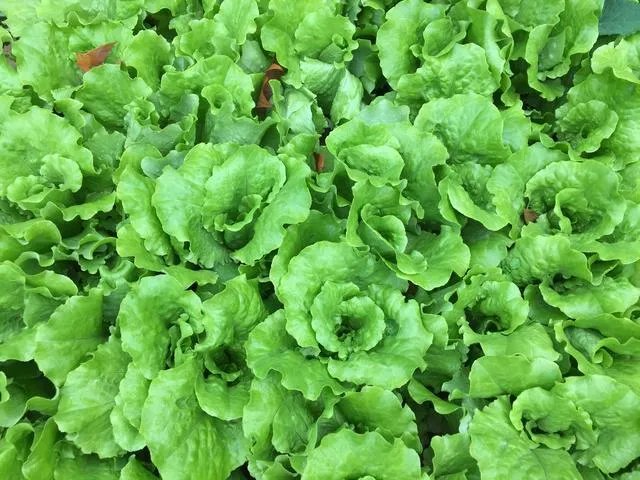 蔬菜栽培技术全套教程?